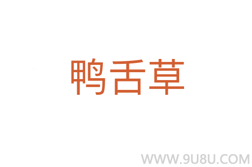 鸭舌草