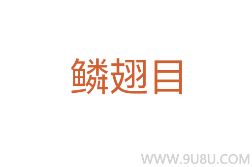鳞翅目
