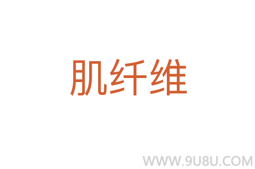 肌纤维